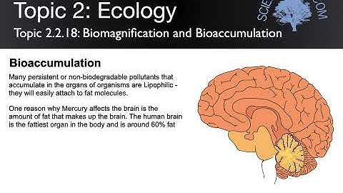 Topic 2 2  Communities and Ecosystems Biomagnification and Bioaccumulation
