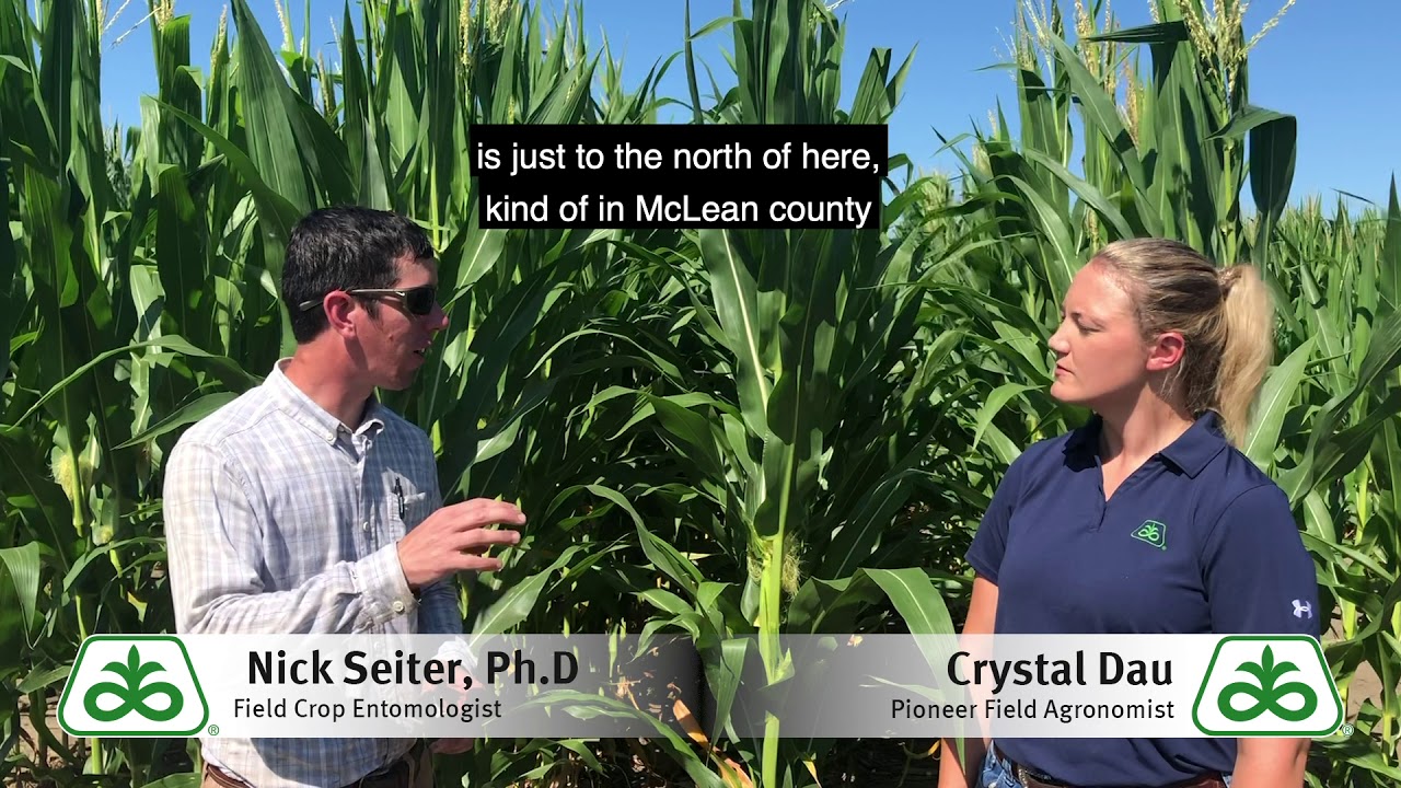Western Corn Rootworm Variant and Northern Corn Rootworm