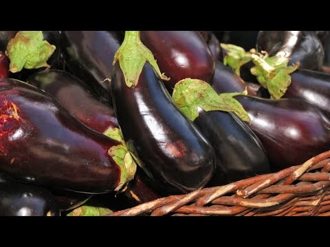 Видео: Сбор баклажанов - узнайте, как и когда собирать баклажаны