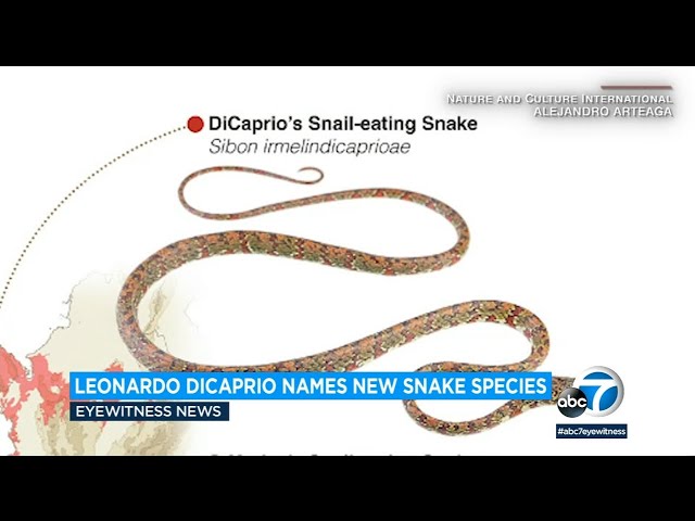 PHOTOS: Leonardo DiCaprio Names New Snake Species Discovered in Central  America