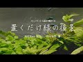 置くだけ簡単な緑の後景【水換え簡単！ドリンクサーバーろ過水槽#19】