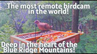 Blue Ridge Mountains Livestream Birdcam @CharlesSniderNYC
