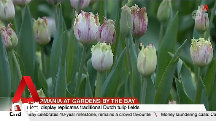 Tulipmania at Gardens by the Bay celebrates 10-year milestone, on display until 26 May - DayDayNews