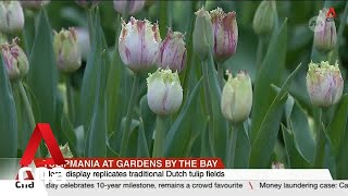 Tulipmania at Gardens by the Bay celebrates 10-year milestone, on display until 26 May