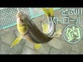 どぶ川パトロール３　ウキ釣り～錦鯉とナマズ発見