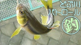 魚 釣り ガサガサ Youtube