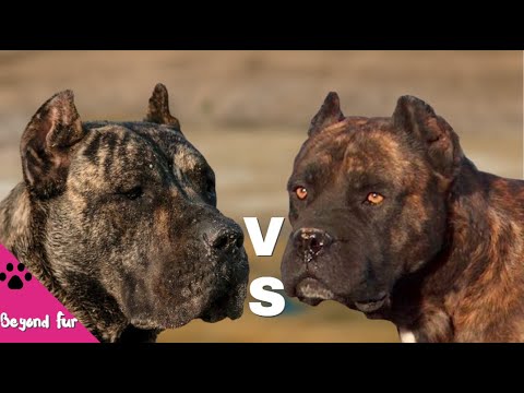 spanish-alano-vs-presa-canario-fight-comparison-youtube