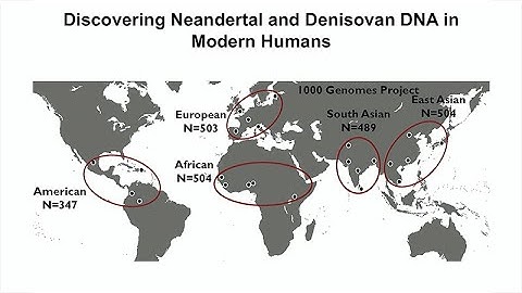 Tales of Human History Told by Neandertal and Denisovan DNA That Persist in Modern Humans