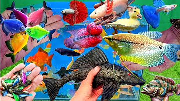 Video tổng hợp cá cảnh đẹp, vịt, vịt con, cá chép koi, cá trê, cá da trơn, cá lóc cảnh