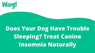 Does Your Dog Have Trouble Sleeping? Treat Canine Insomnia Naturally | Wag!