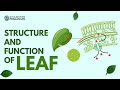 Structure  function of a leaf  class6  biology  goyal brothers prakashan