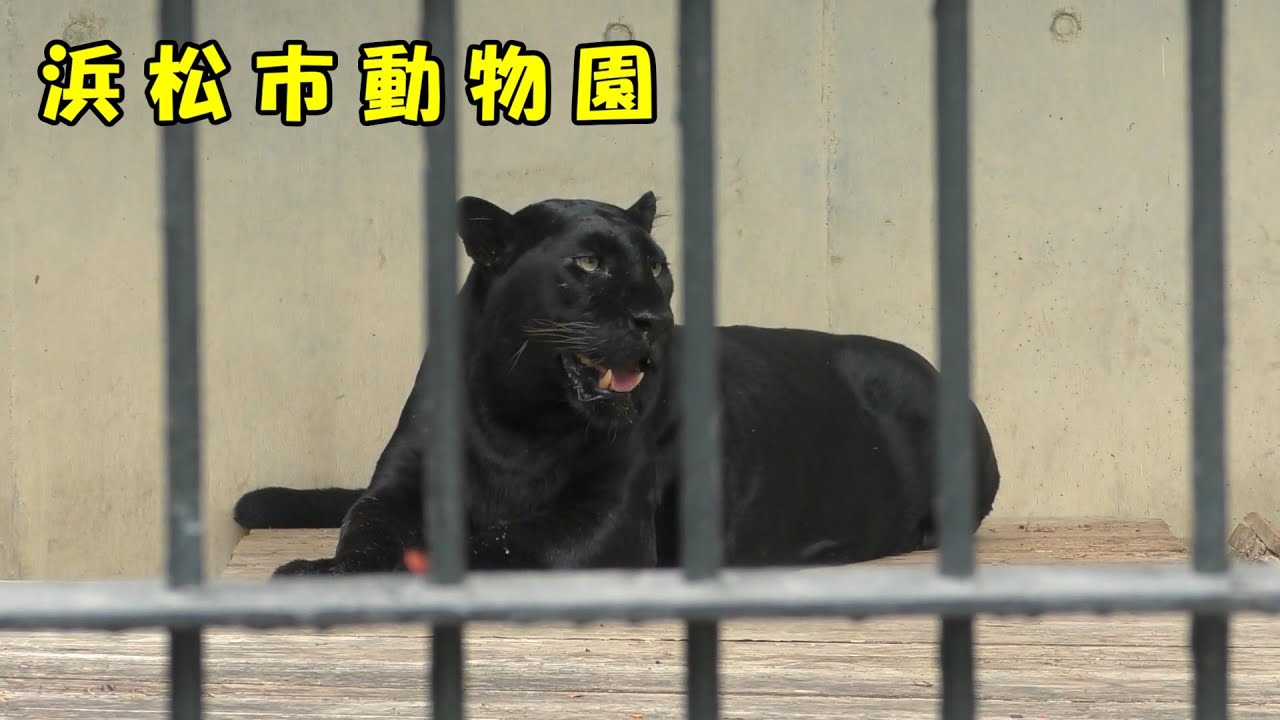 Hamamatsu City Zoo] Black Leopard Family (September 11, 2025