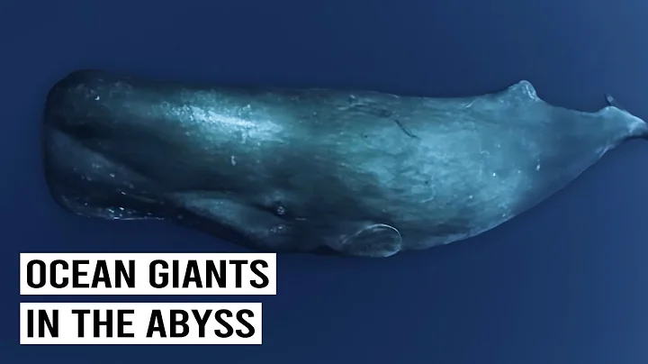 How Sea Giants Survive In The Deep Ocean