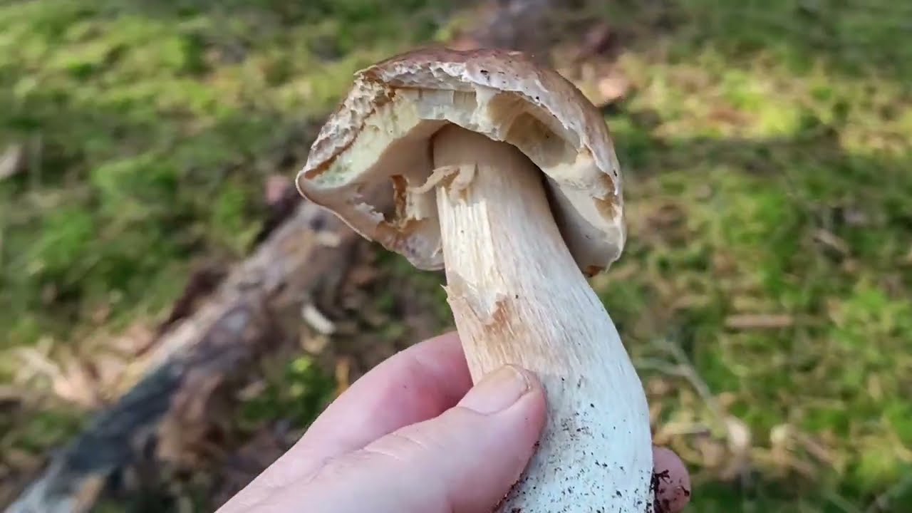 Ale się wystraszyłem!!!