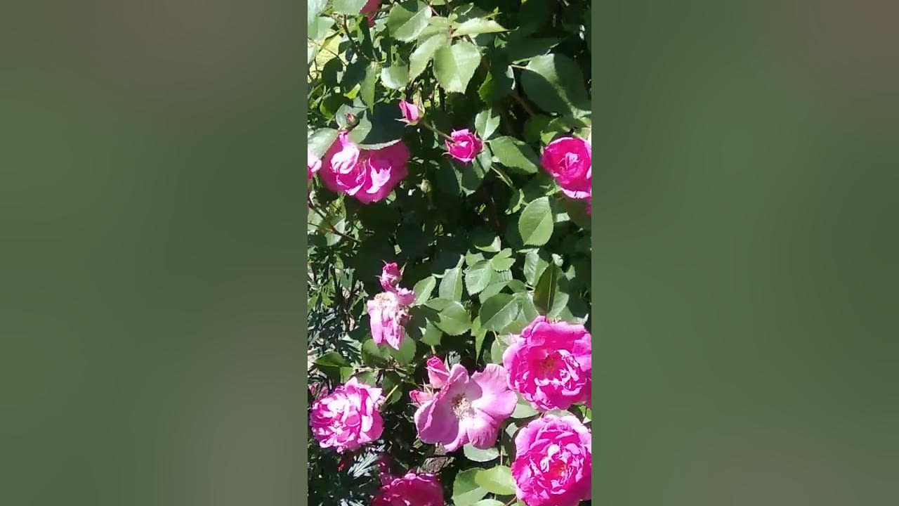 Роза оттава канадская фото и описание