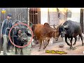 The new animal and cow for sacrifice fell right in front of us…!