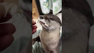 Выдра Asmr😏😏 #Shorts #Aty #Otter #Watersausage