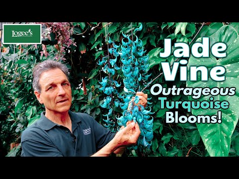 The Outrageously Colorful Jade Vine (Strongylodon macrobotrys)