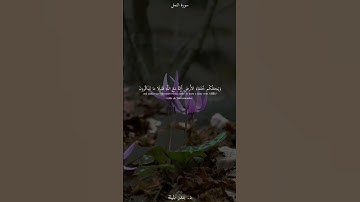 أمن يجيب المضطر إذا دعاه الشيخ #بندر_بليلة سورة #النمل .