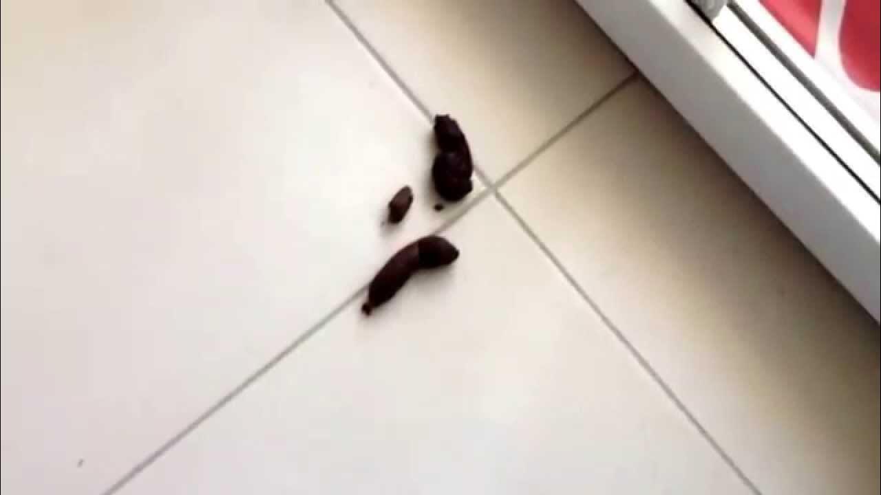 Как выглядит какашка когда рак