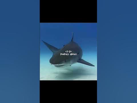 Nile Crocodile vs Tiger Shark (Sharks vs Crocodiles) - YouTube
