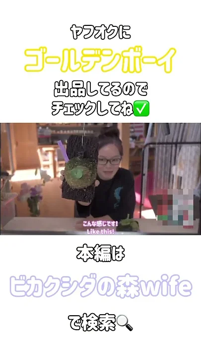 ゴールデンボーイの販売決定と育成環境) #ビカクシダ #platycerium #ferns Golden Boy vend decision and nurturing environment