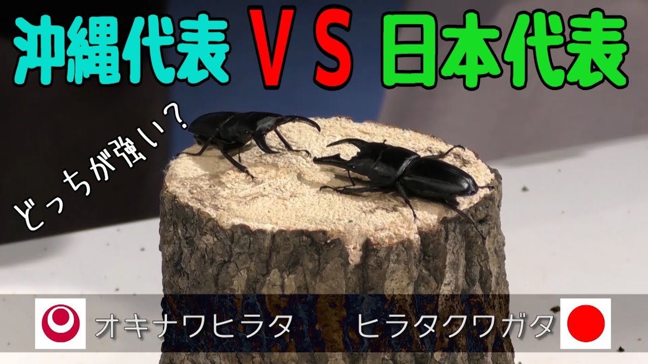 カブトムシの帽子を作ってみた 自由研究 Youtube