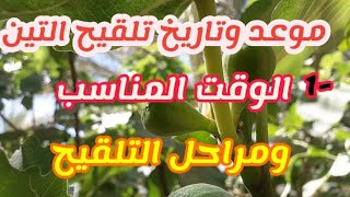 موعد تلقيح شجرة التين ونقاط مهمة لمراحل التلقيحDate of vaccination of figs and stages of vaccination