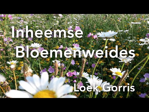 Inheemse Bloemenweides