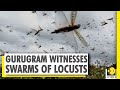 Gurugram's skyline covered with swarms of locusts | WION News