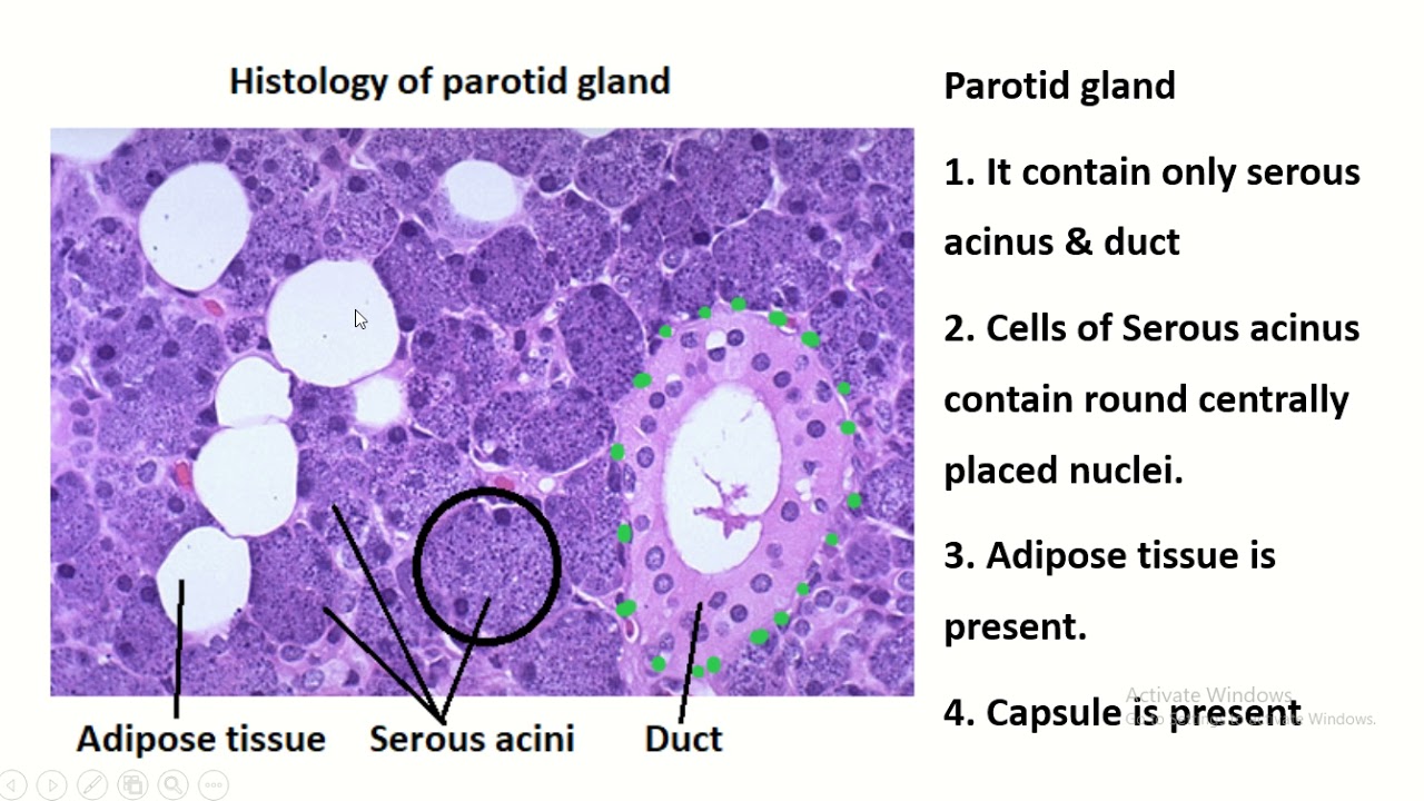 Parotid Gland Histology