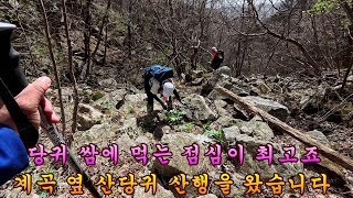 제 988회 2024 4 18 1000미터 높이에 산은 아직 당귀가 어리고 덜 올라왔습니다