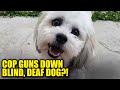 Family Gets $500K After Cop Guns Down Their Blind, Deaf Dog
