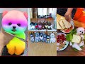 Tik Tok Chó Phốc Sóc Mini 😍 Funny and Cute Pomeranian #84