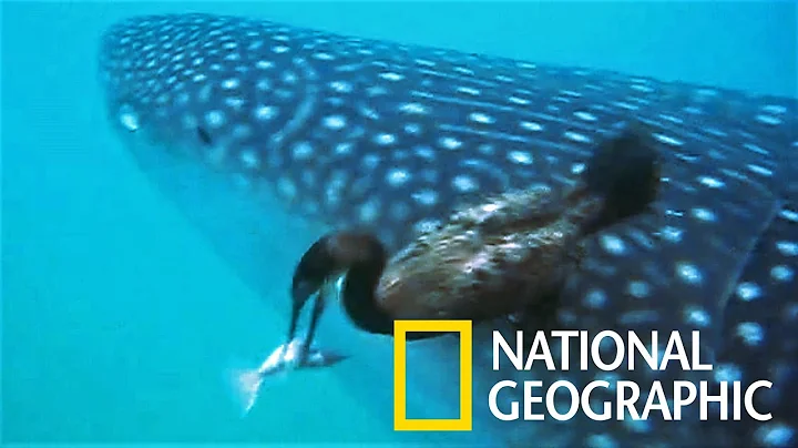罕见画面：鲸鲨是鸬鹚的移动「䲟鱼自助餐」桌！《国家地理》杂志 - 天天要闻