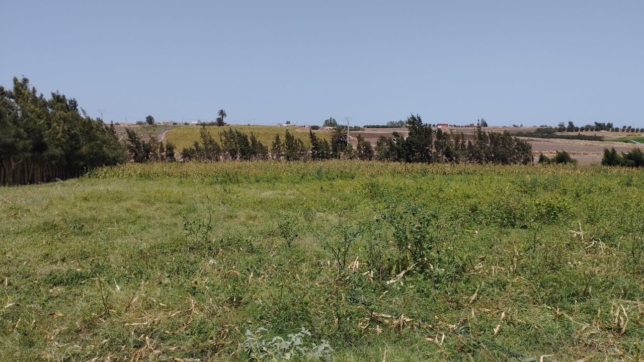 فيرمة🏡 للبيع مساحتها 1 هكتار و 1000م تيتري 150م عل لكودرون في اولاد حمدان نواحي الجديدة