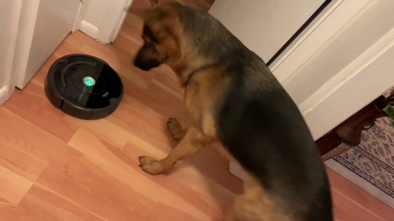Funny and cute German shepherd's first reaction to roomba YouTube
