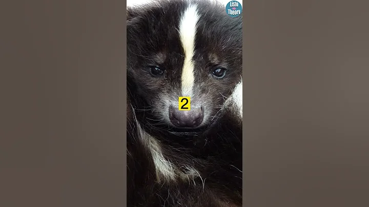 3 Facts About Skunks #shorts