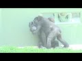 Shabani シャバーニ Gorilla family is energetic. ゴリラの家族は元気です キヨマサ、アニー、アイ、ネネ Kiyomasa Nene Ai Annie - #21