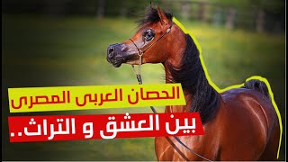 مع الحصان العربى المصرى الأصيل.. بين العشق و التراث..