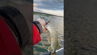 РАБОЧАЯ БЛЕСНА НА ЩУКУ ЛЕТОМ #fishing #рыбалканаозере #рыбалка #chelyabinsk #щука #челябинск