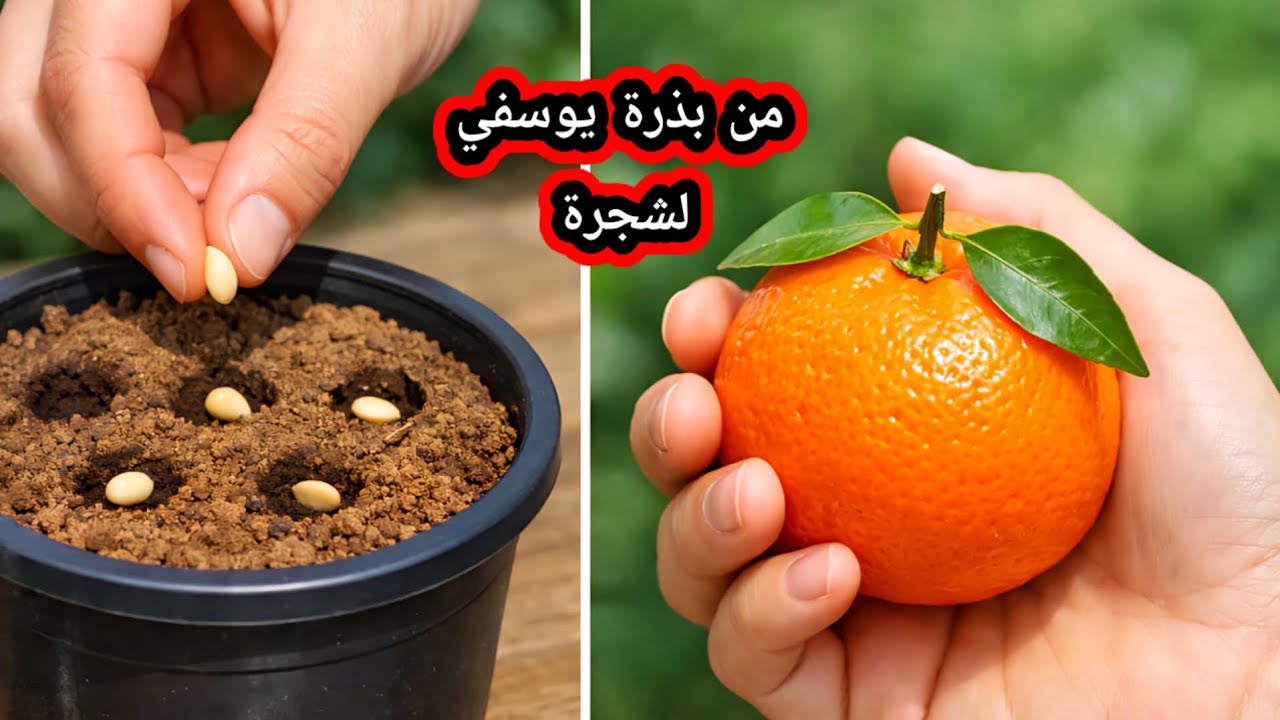 هل تعلم إن ثمرة اليوسفي اللي في إيدك ممكن تتحول لشجرة مثمرة في بيتك؟ 🍊🌱