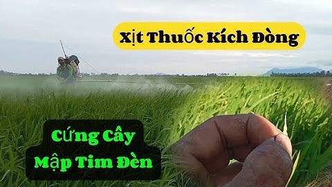 Xịt thuốc kích đòng to_ giúp lúa cứng cây, mập tim đèn | Nông Dân Miền Tây.