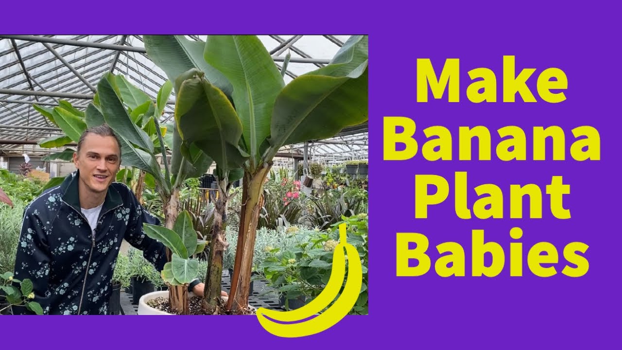 Dividing BANANA PLANTS: How to Propagate Pups to Make New Plants (Musa spp.)