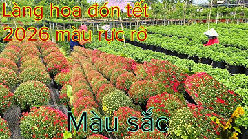 Làng hoa sa Đéc những cánh hoa nhiều màu sắc đón cái tết 2026 đa màu 