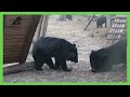 Foraging face-off!
