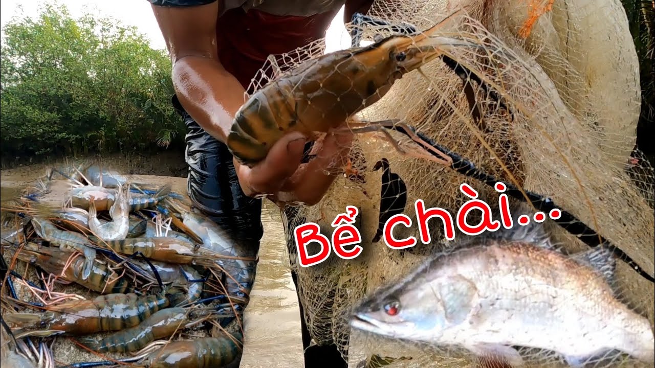 Quá Trúng chuyến này Tôm Càng bự bự thấy ham | GĐCG #1037