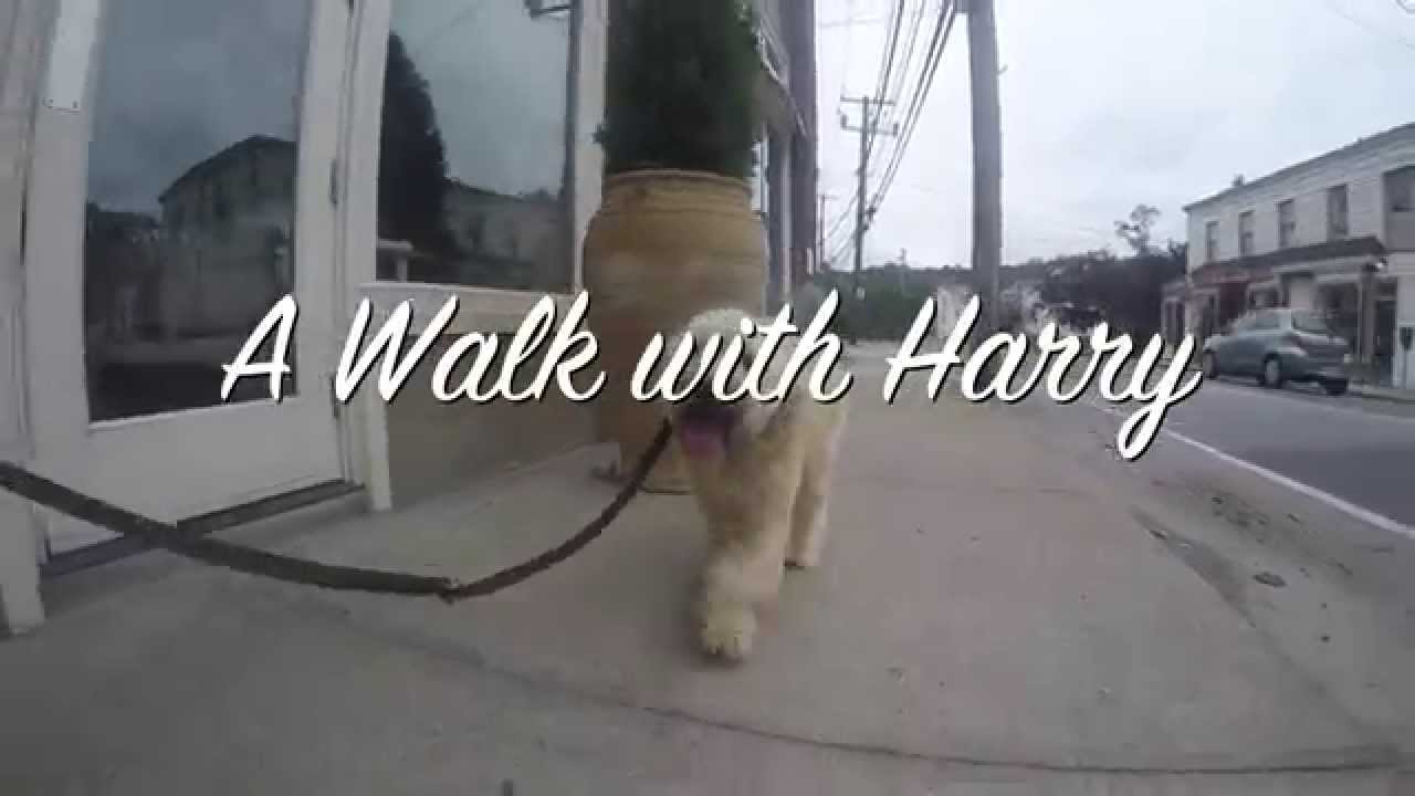 puppy paradise A Walk with Harry GoPro HD
