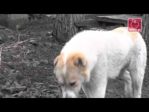 ჭვრინისელების ცხოვრების რთული გზა