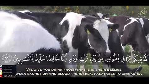إبراهيم العياف من سورة النحل { وَأَوحى رَبُّكَ إِلَى النَّحلِ أَنِ اتَّخِذي مِنَ الجِبالِ بُيوتًا}
